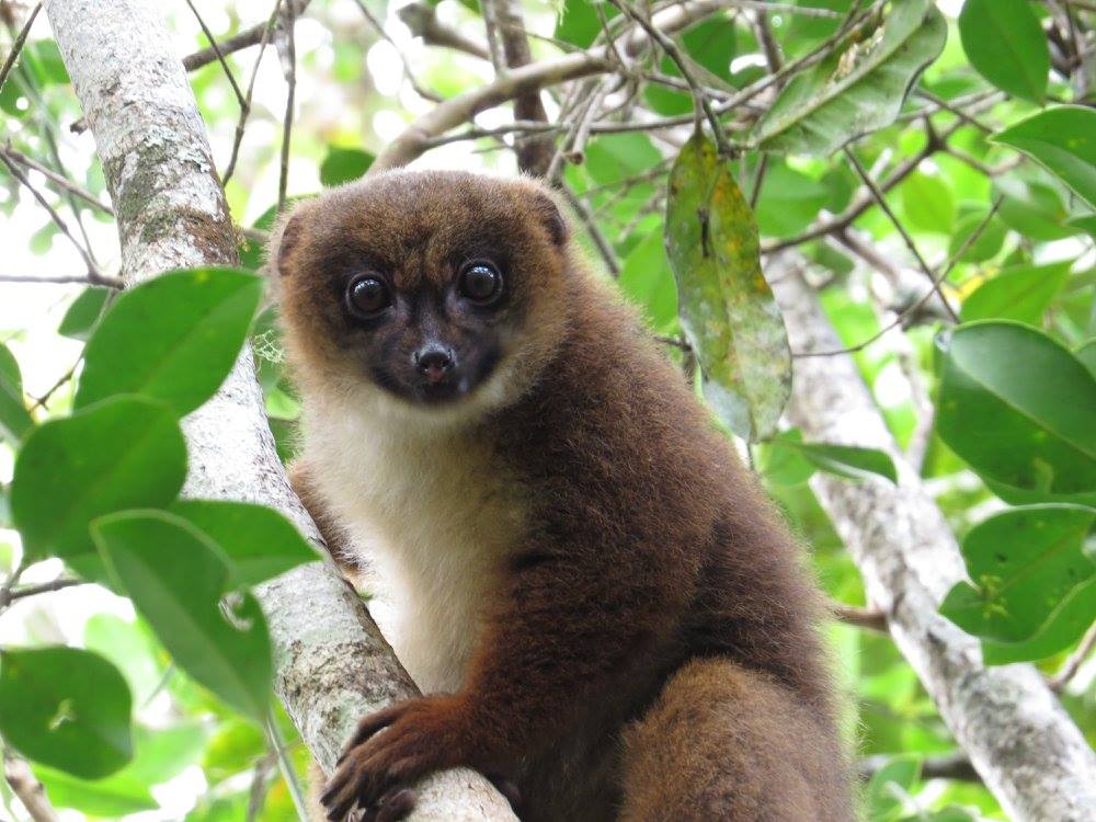 Eulemur rubriventer
