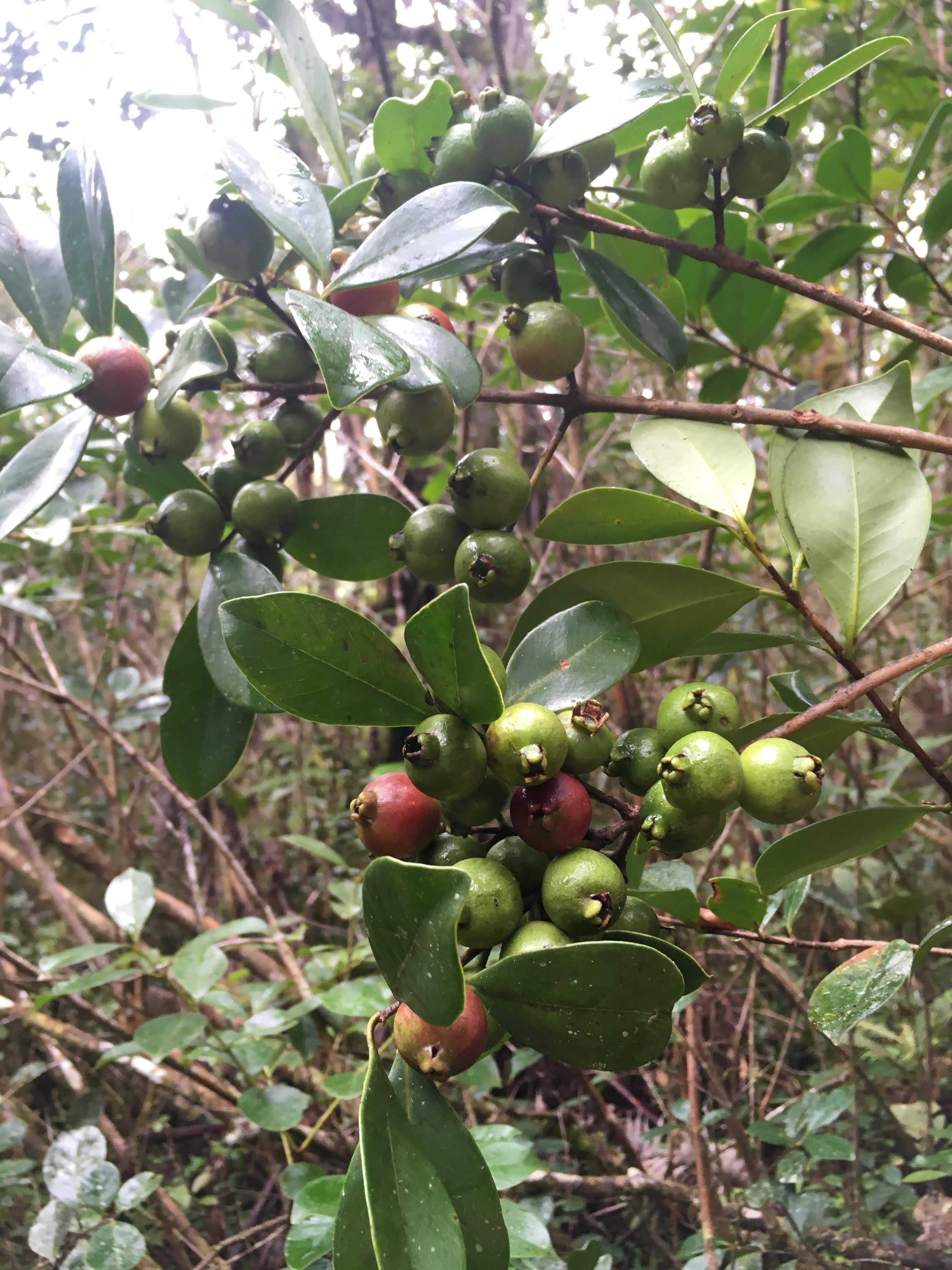 Invasive strawberry guava